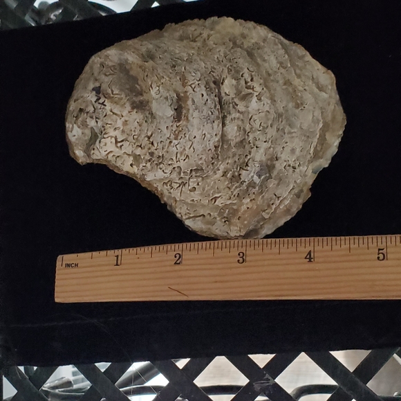 COPY - Handcrafted Hummingbird Oyster Shell/Trinket Dish⚜️💙⚜️ - Picture 4 of 4